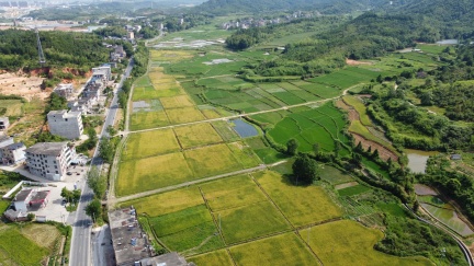 稻田