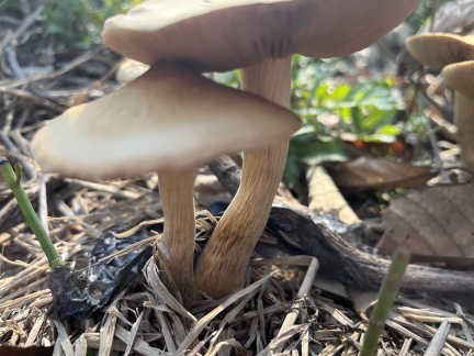 蘑菇