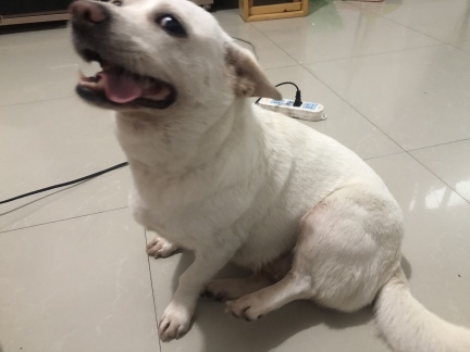 小白